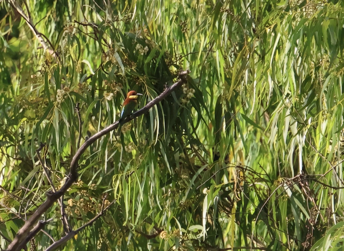 Chestnut-headed Bee-eater - ML611195784