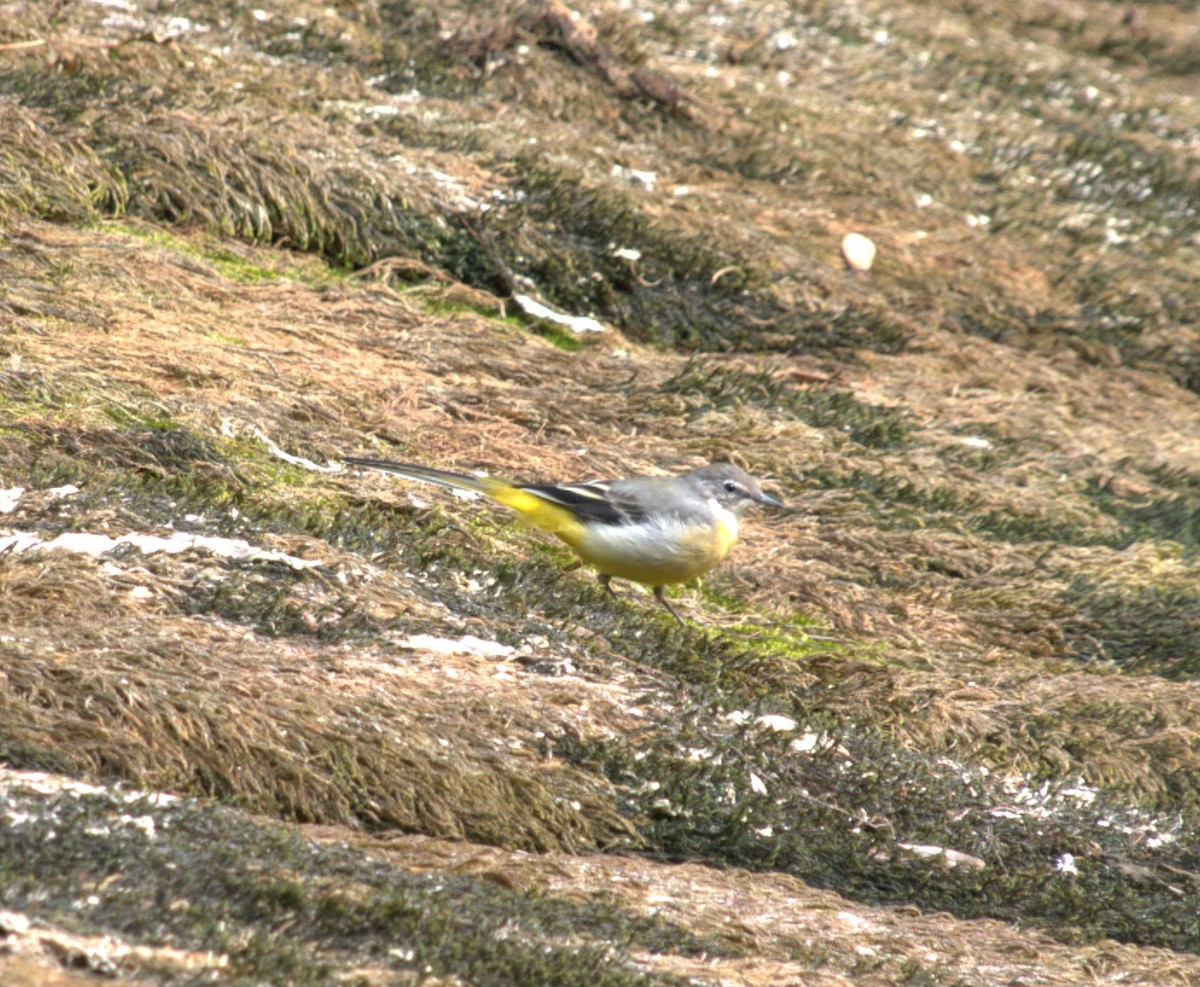 Gray Wagtail - ML611195814
