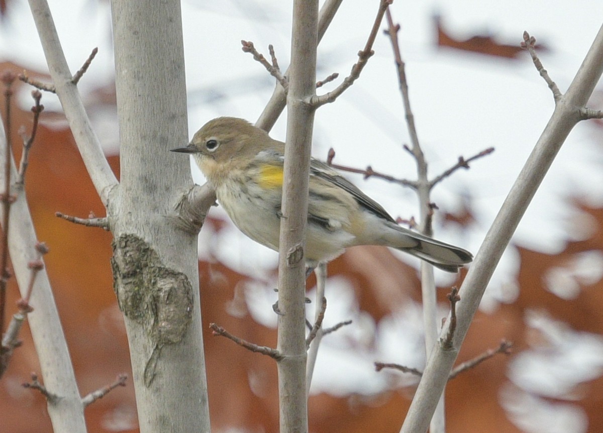 Yellow-rumped Warbler - ML611195907