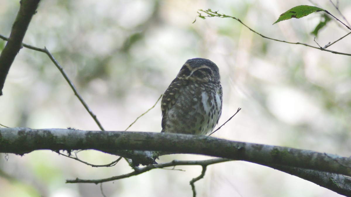 Collared Owlet - ML611195971