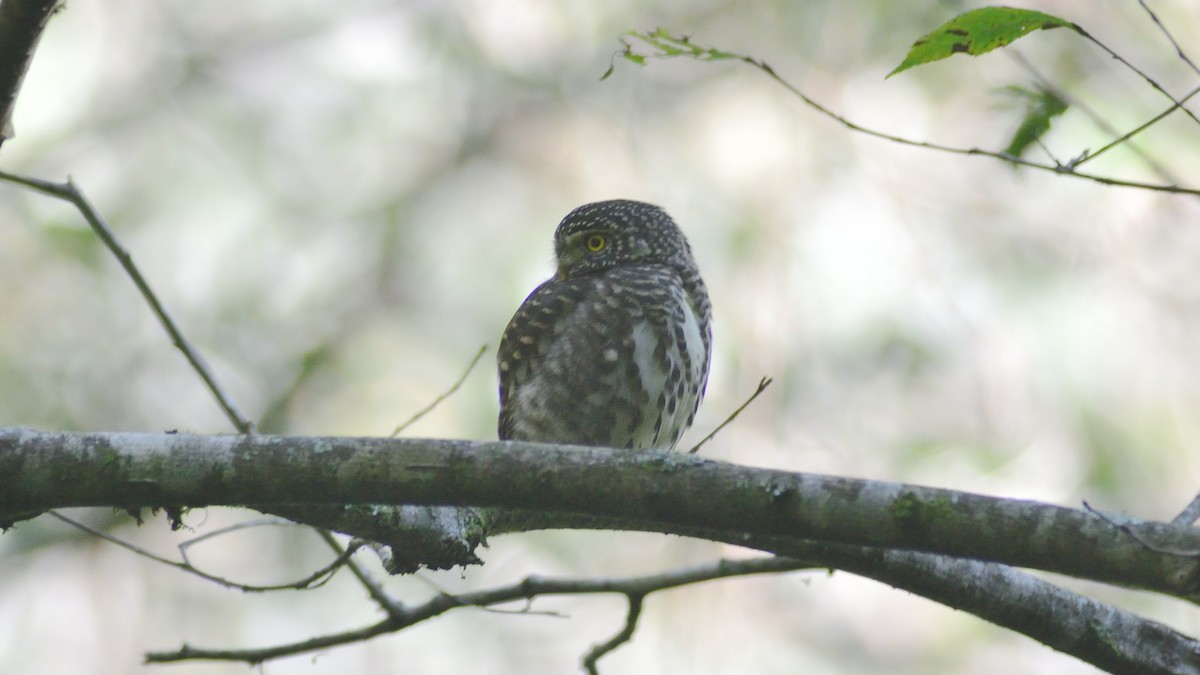 Collared Owlet - ML611195972