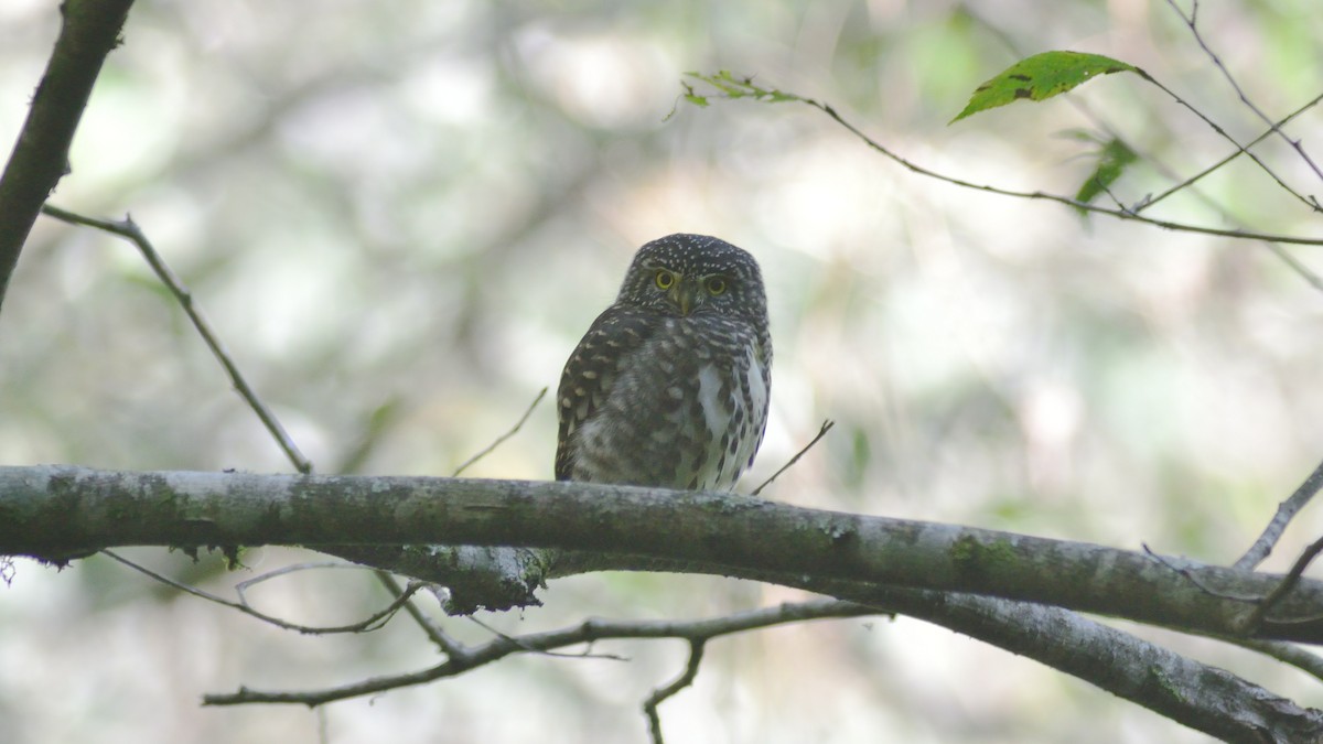 Collared Owlet - ML611195973