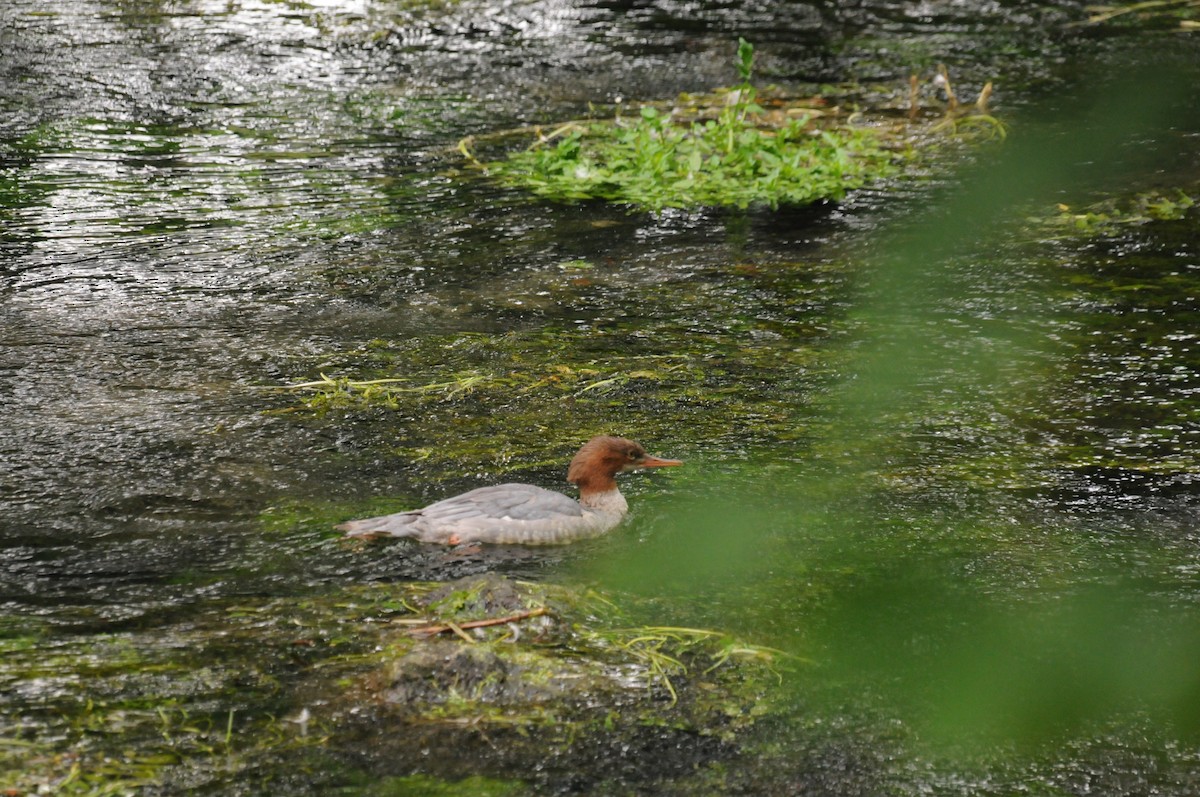 Common Merganser - ML611195976