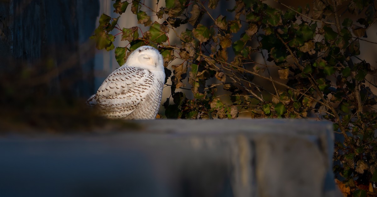 Snowy Owl - ML611195987