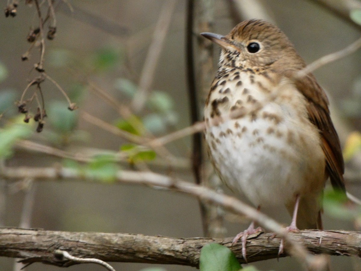 Hermit Thrush - ML611196099