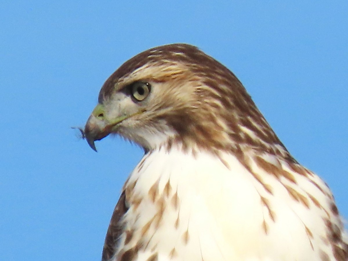 Red-tailed Hawk - ML611196123