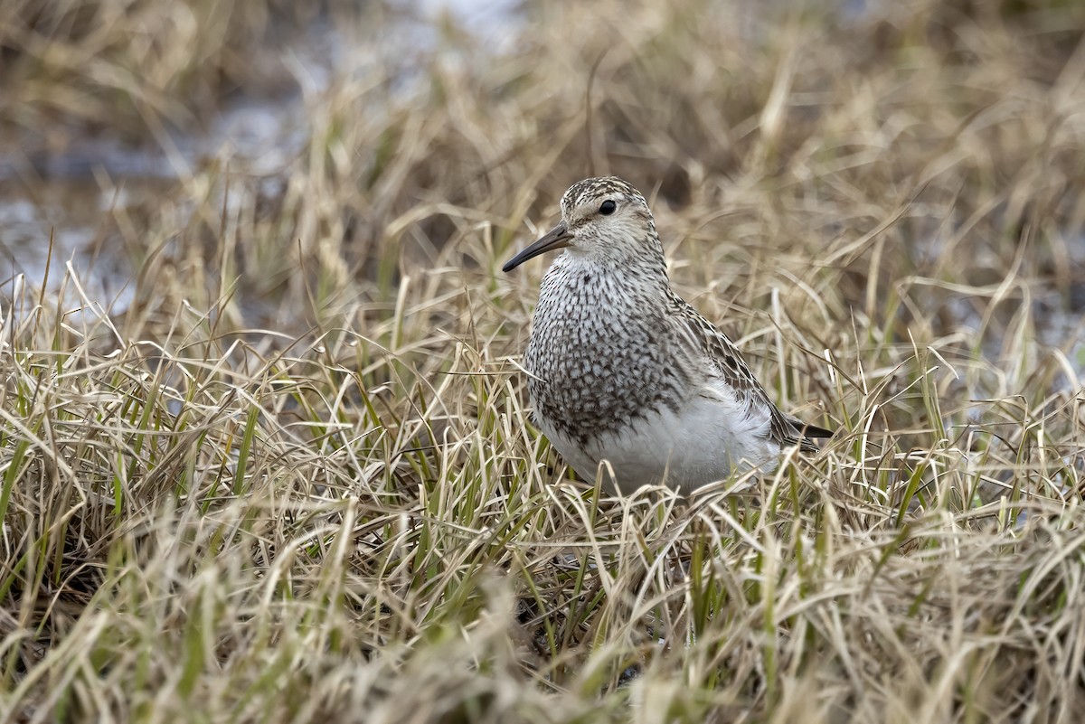 Pectoral Sandpiper - ML611196171