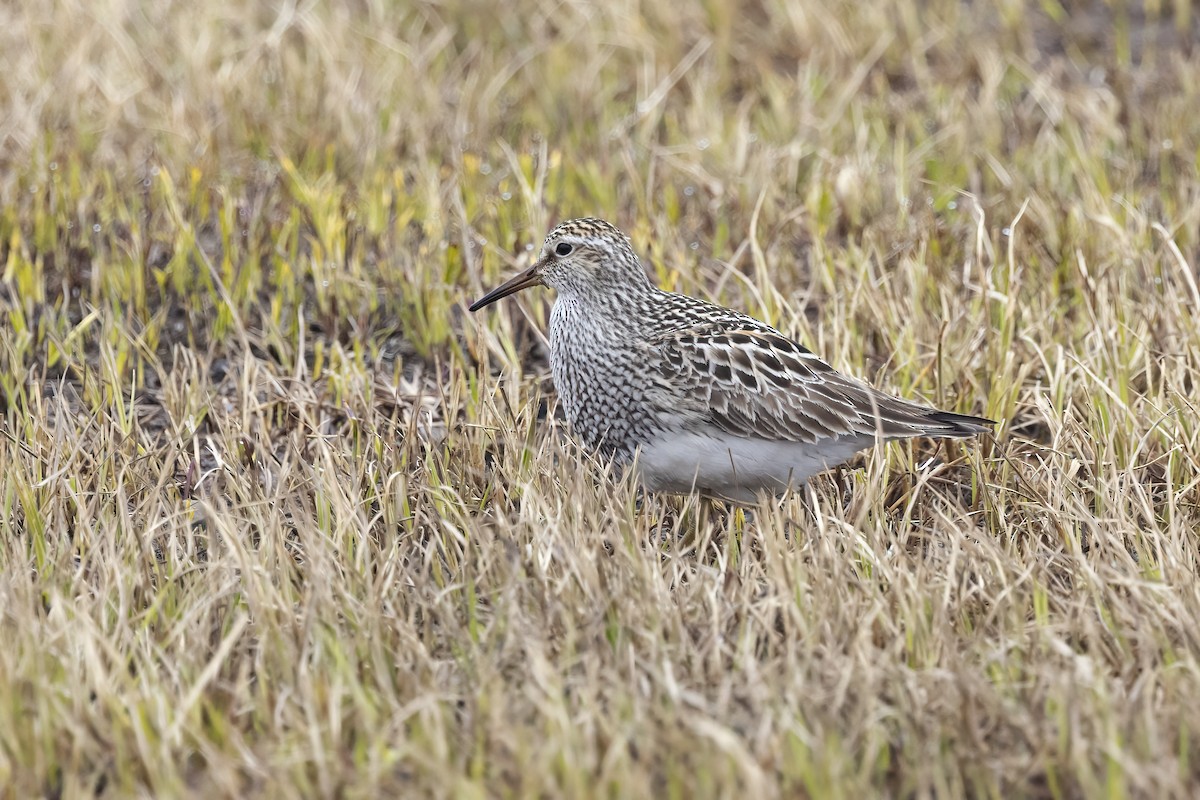 Pectoral Sandpiper - ML611196172