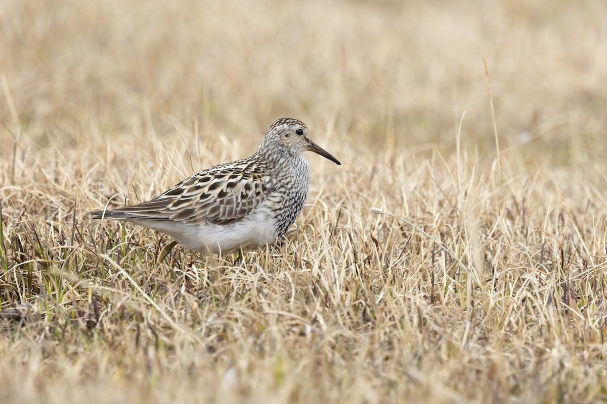 Pectoral Sandpiper - ML611196174