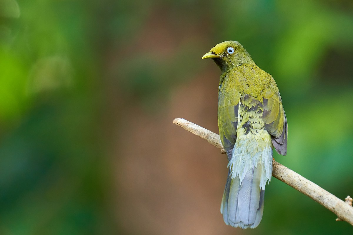 Gray-headed Bulbul - ML611196186