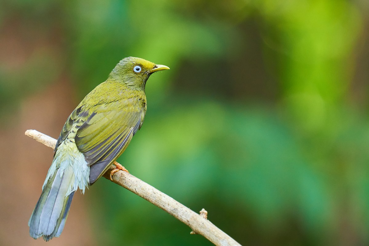 Gray-headed Bulbul - ML611196191