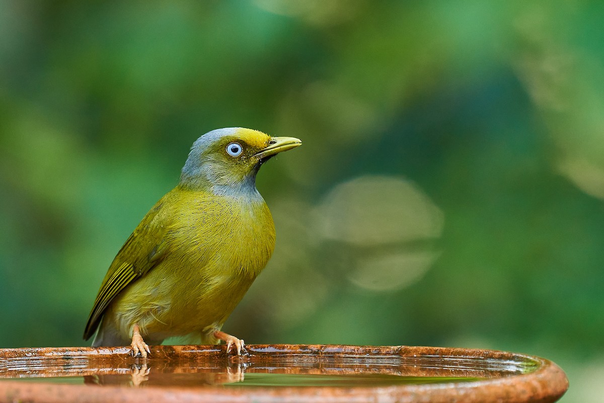 Gray-headed Bulbul - ML611196193