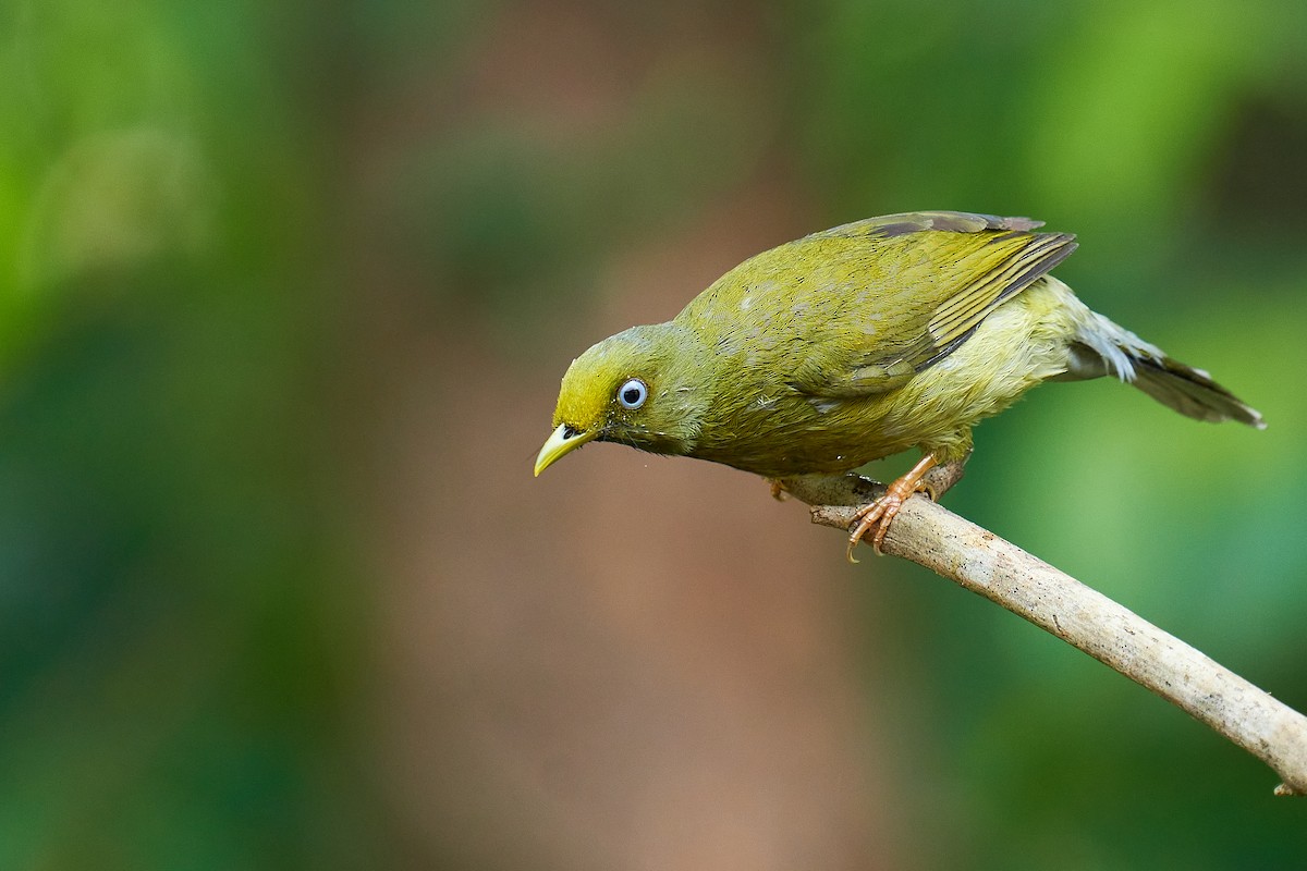 Gray-headed Bulbul - ML611196194