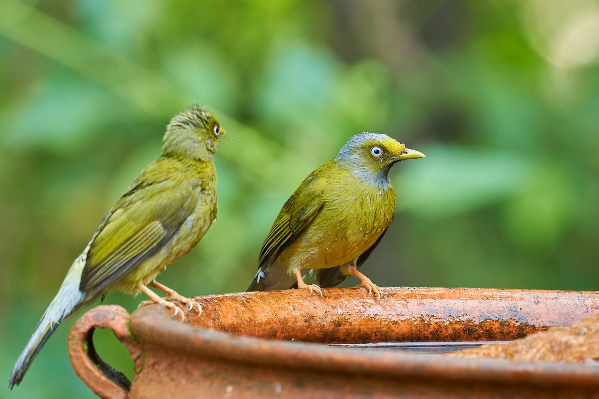 Gray-headed Bulbul - Raghavendra  Pai