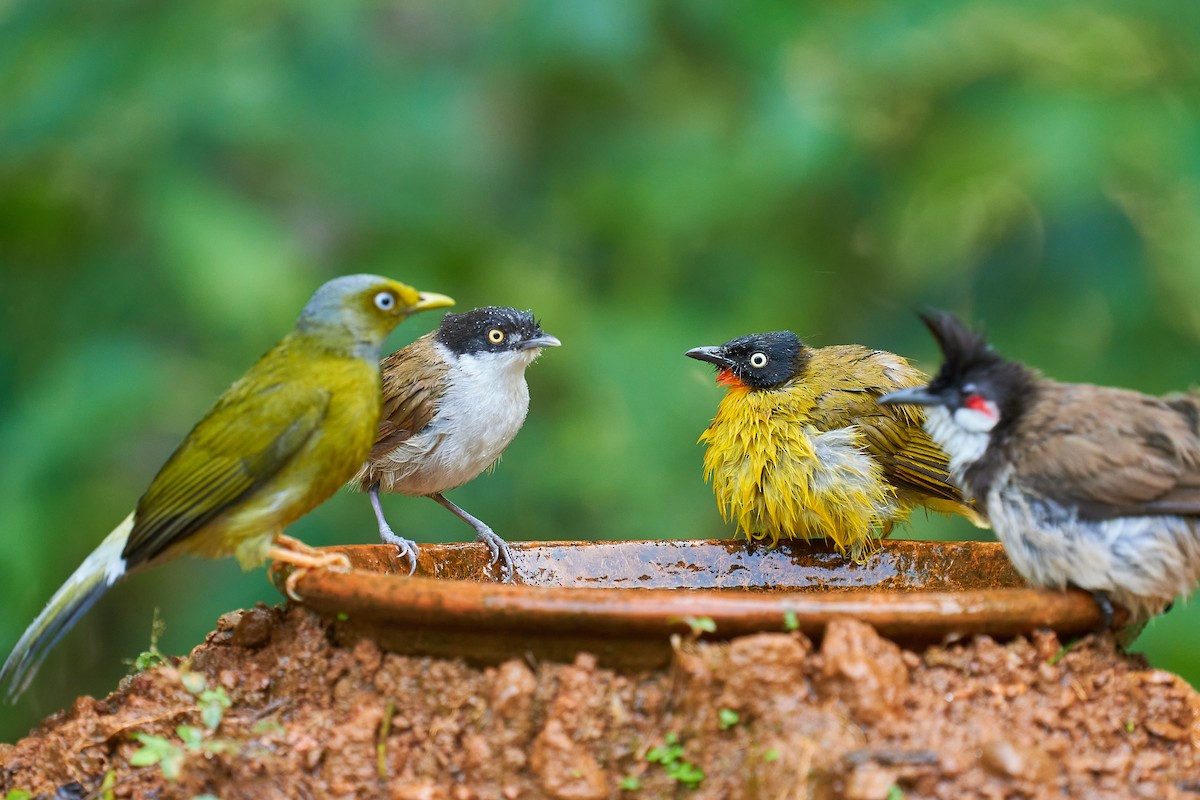 Flame-throated Bulbul - ML611196206