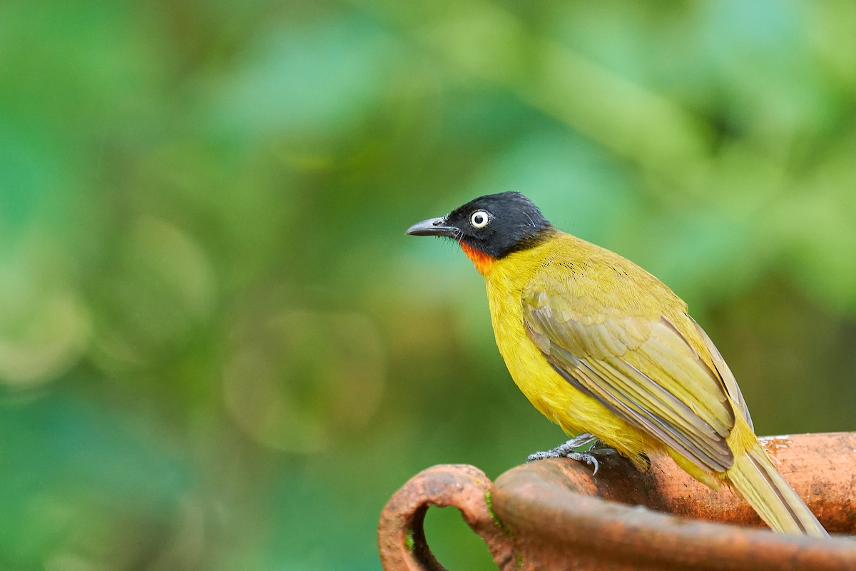 Flame-throated Bulbul - ML611196207