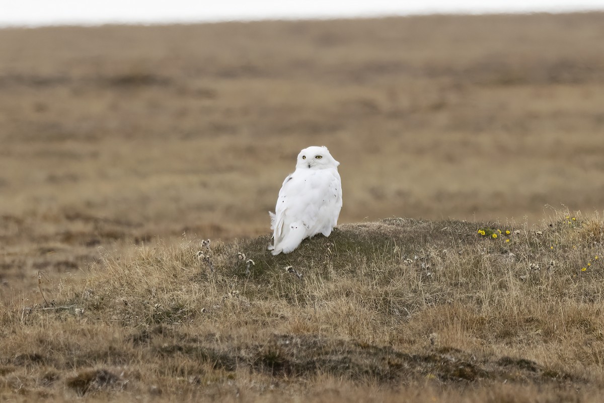 Snowy Owl - Delfin Gonzalez