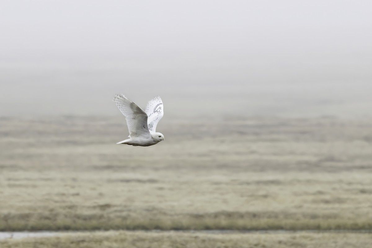 Snowy Owl - Delfin Gonzalez