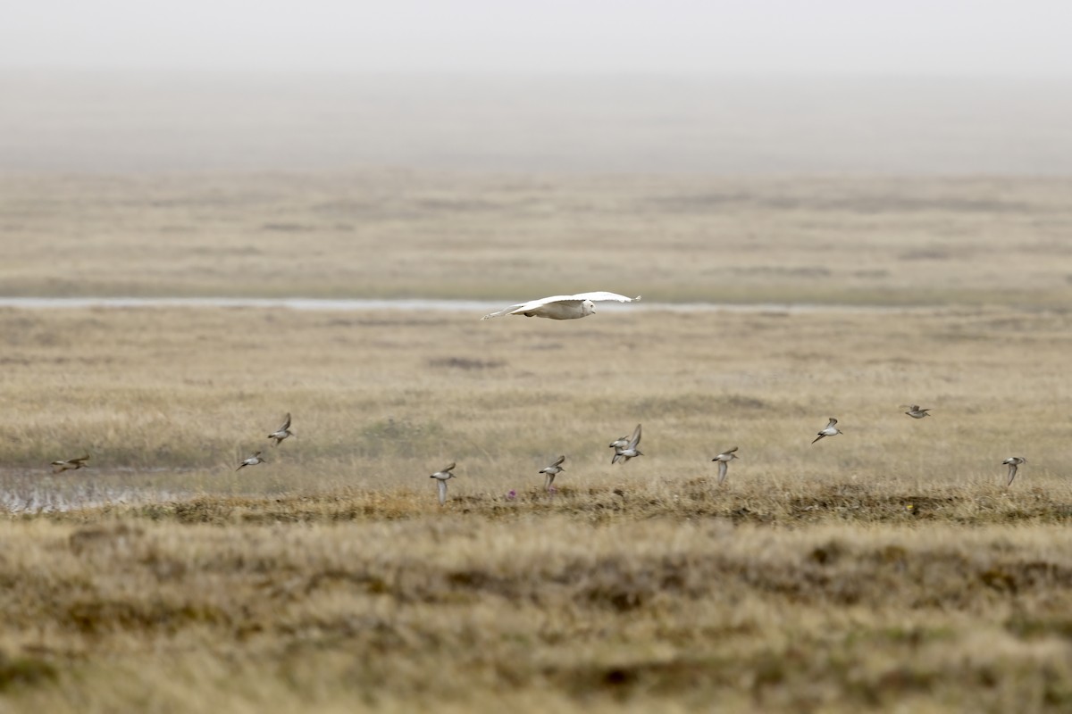 Snowy Owl - Delfin Gonzalez