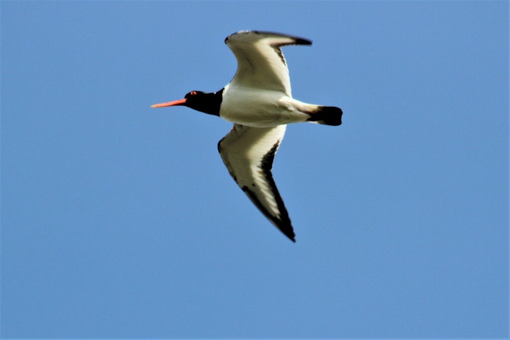 Eurasian Oystercatcher - ML611196561