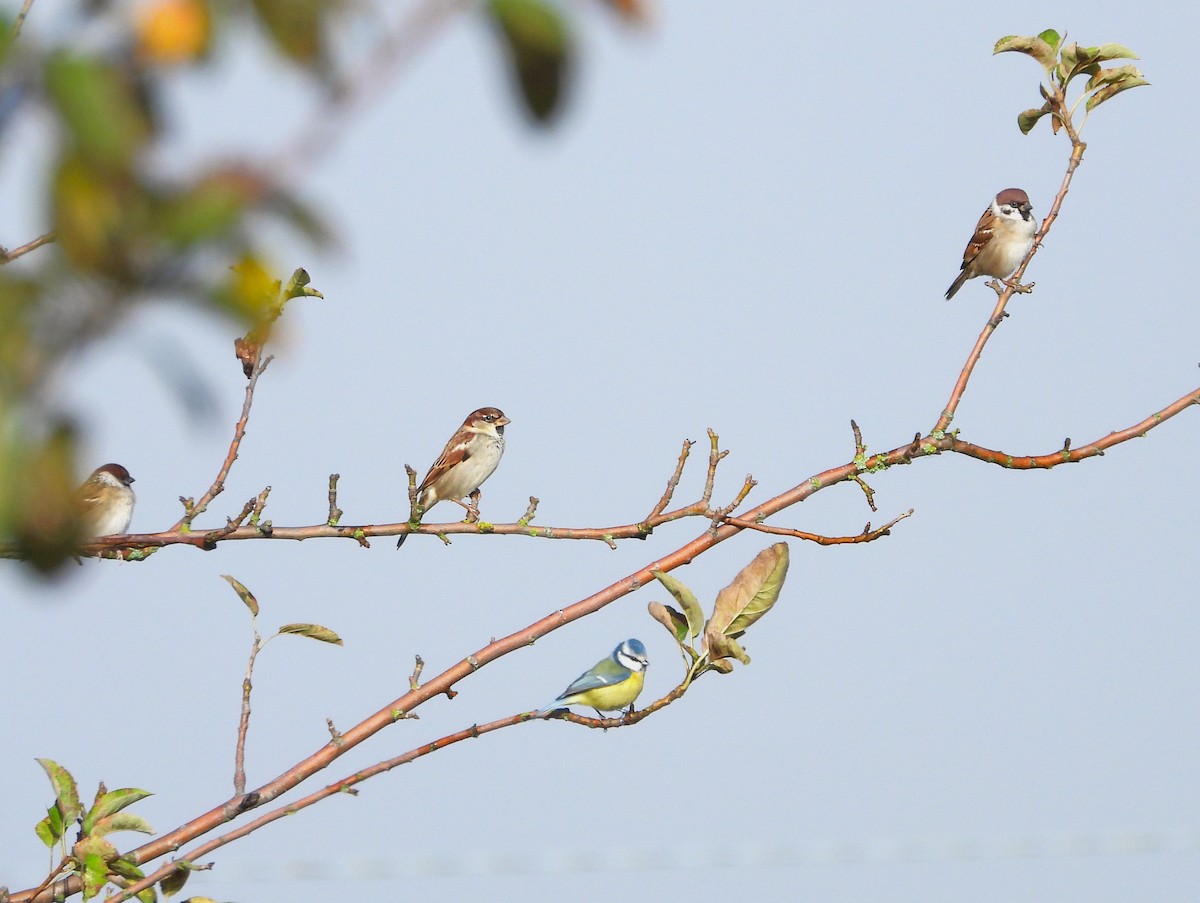 Eurasian Tree Sparrow - ML611196564
