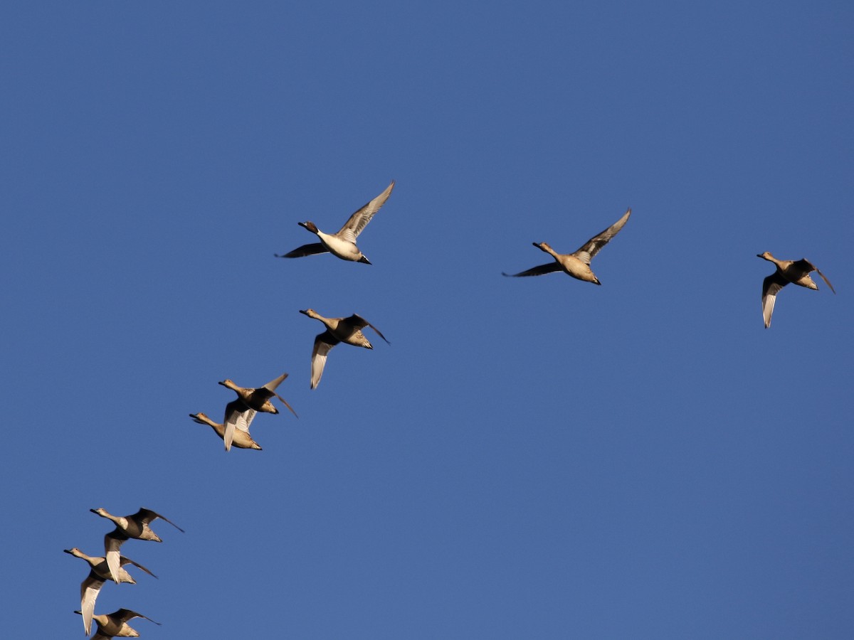 Northern Pintail - Markus Deutsch