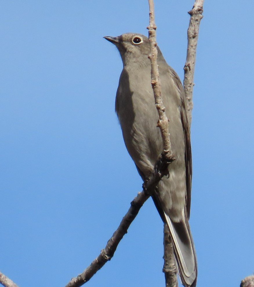Townsend's Solitaire - Natalie Tanner