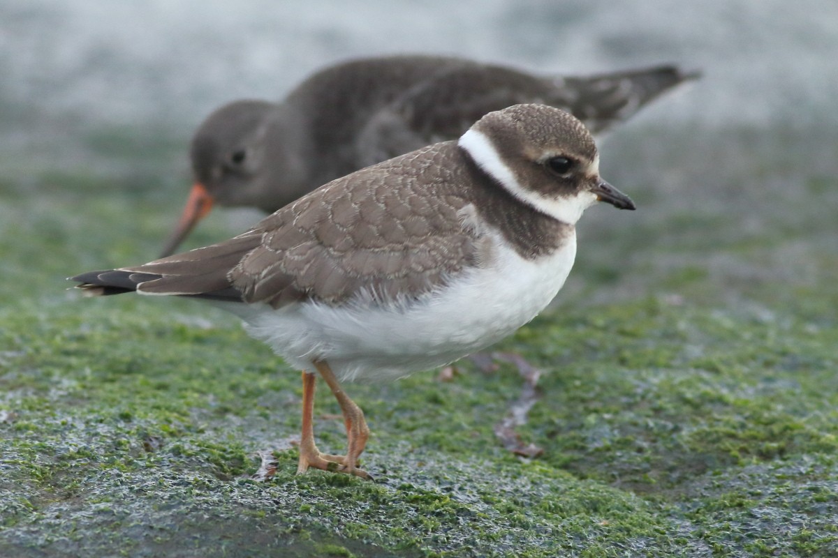 Common Ringed Plover - ML611196676