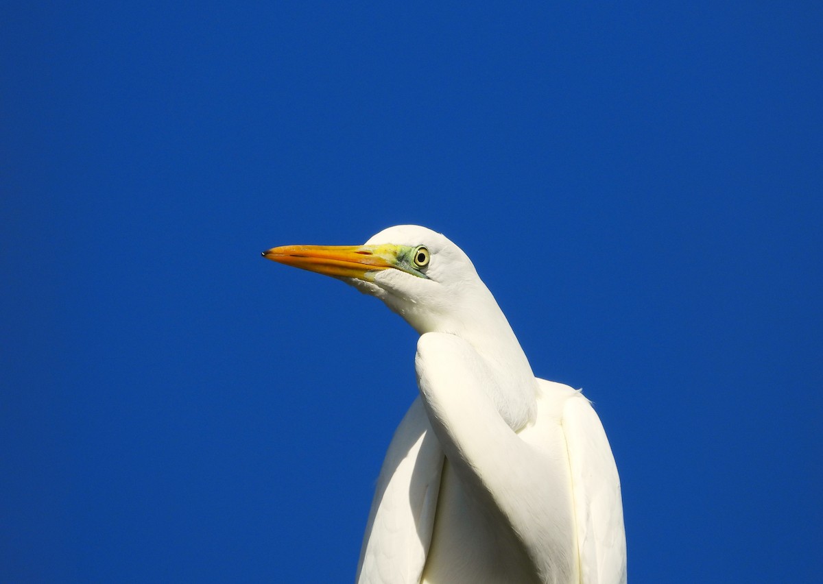 Great Egret - ML611196733