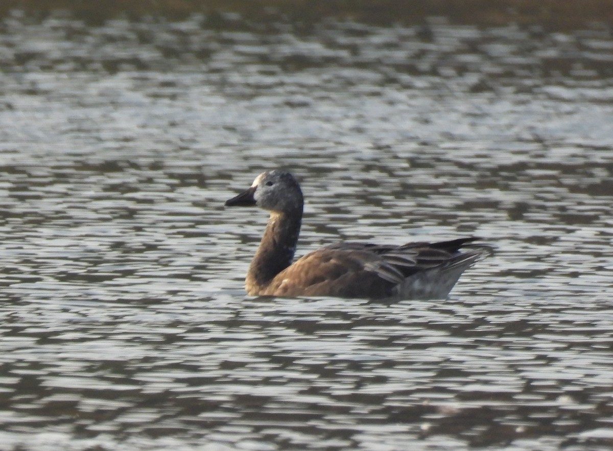 Snow Goose - ML611196834