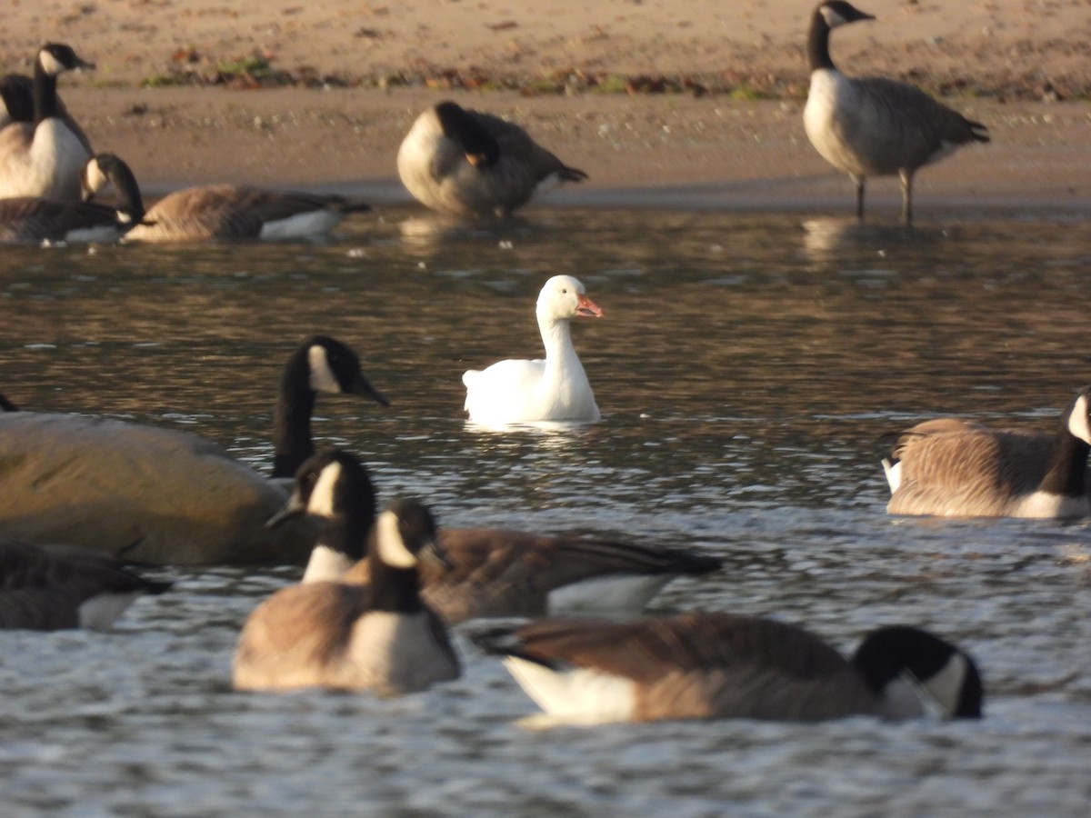 Snow Goose - ML611196835