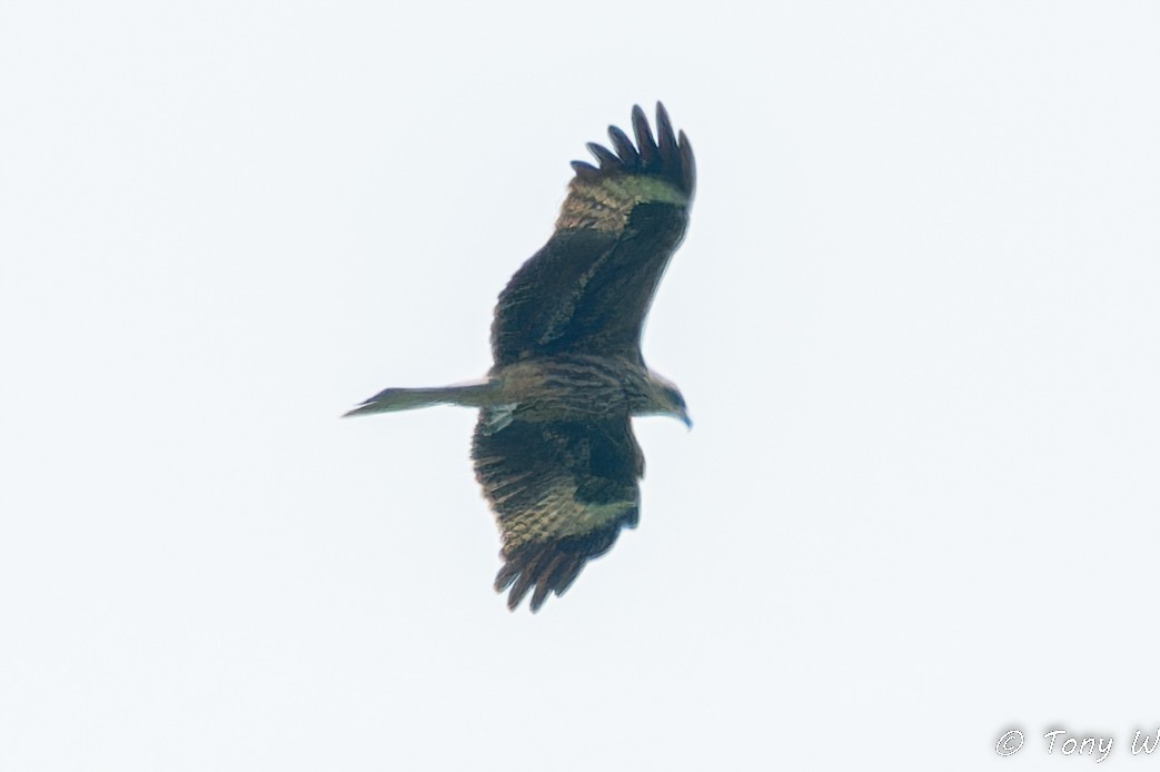 Black Kite - ML611196892