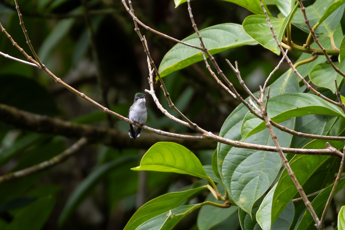 kolibřík běločelý - ML611196895