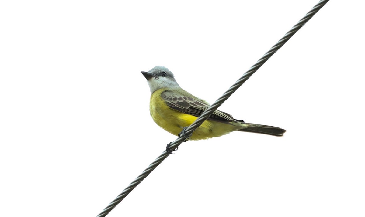 Tropical Kingbird - ML611196956