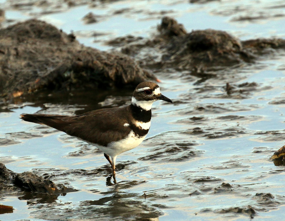 Killdeer - ML611197008