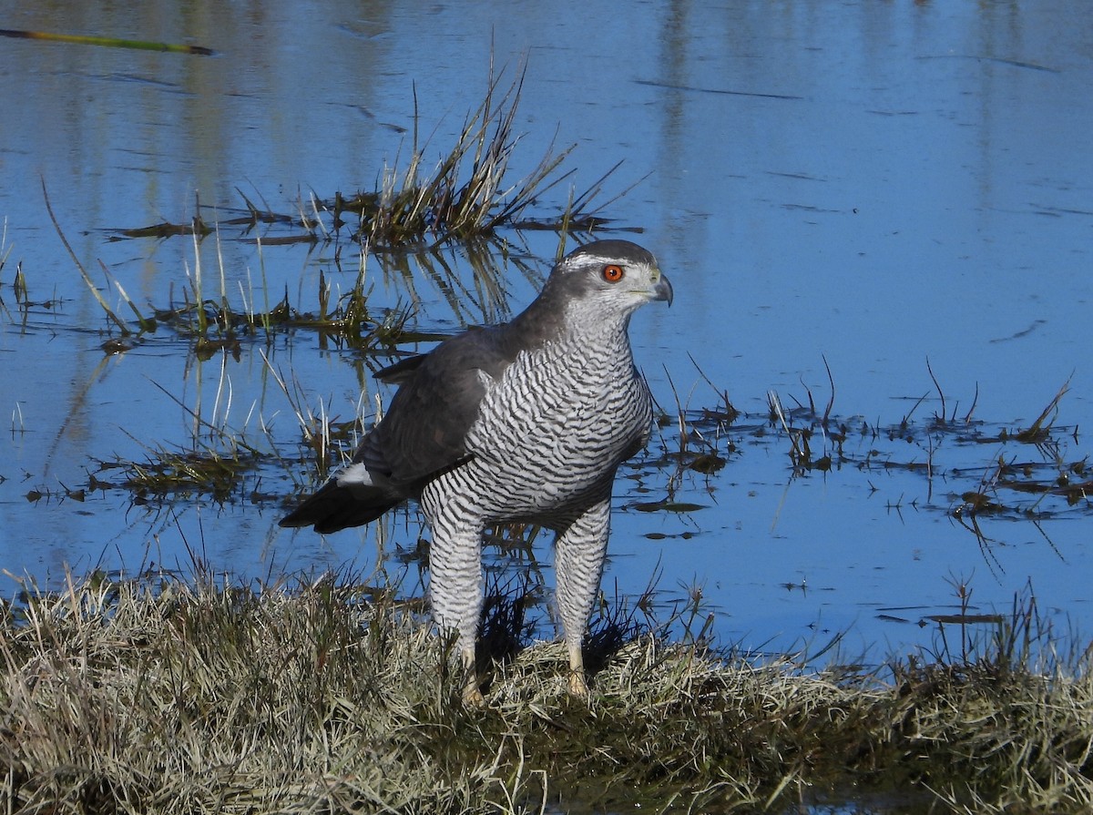 Eurasian Goshawk - Elio Giacone