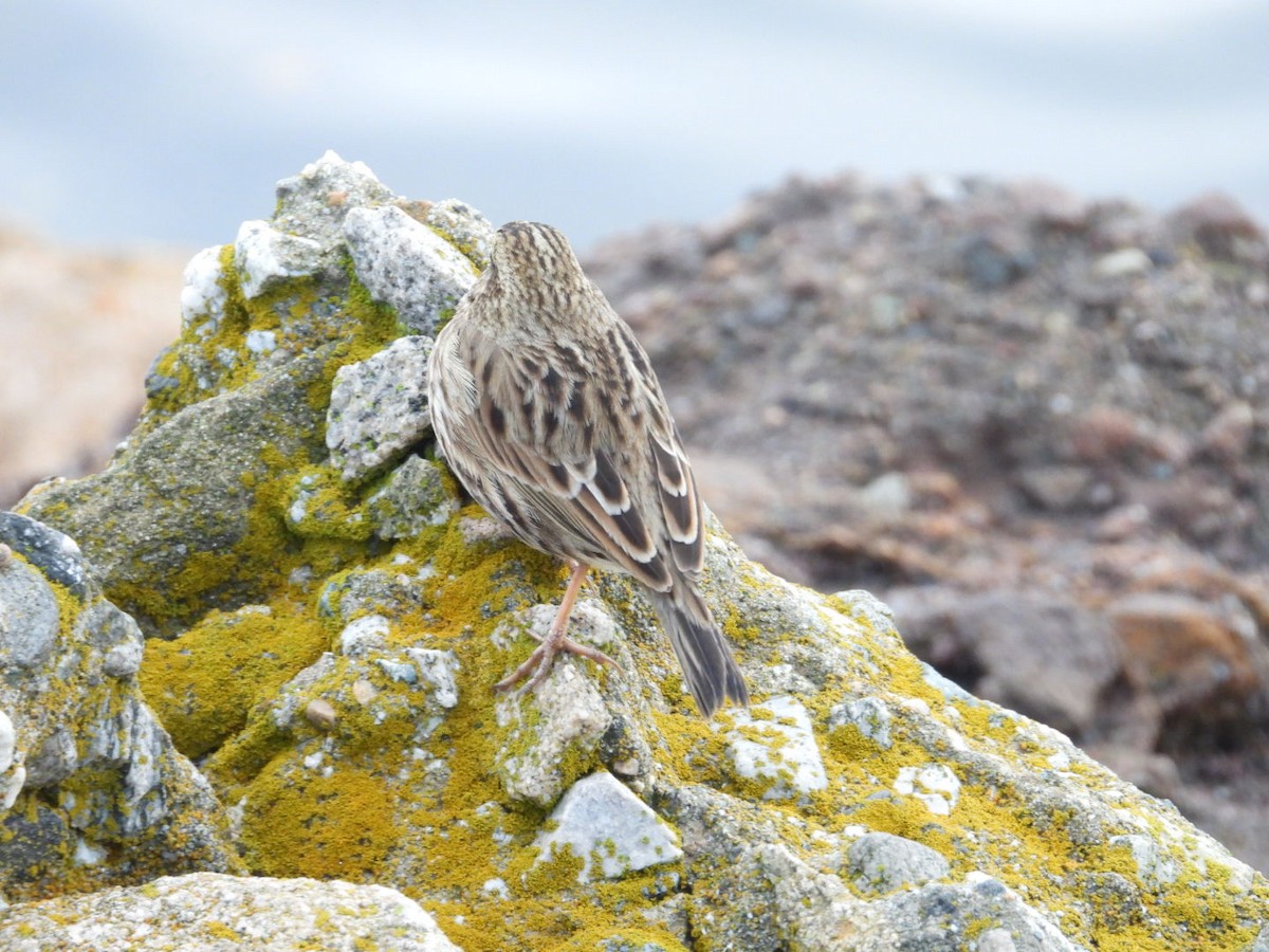 Savannah Sparrow - ML611197312