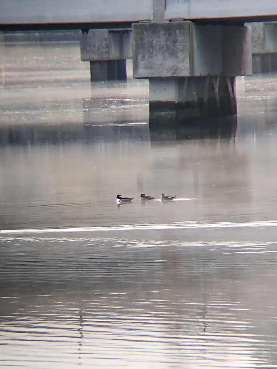 Hooded Merganser - ML611197320