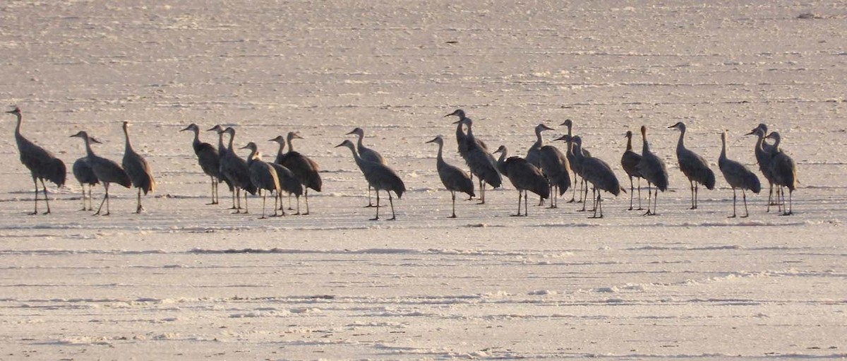 Sandhill Crane - ML611197383