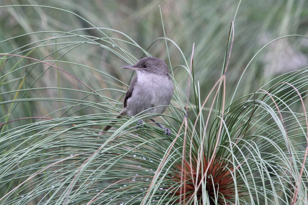Greater Swamp Warbler - John Bjorkman
