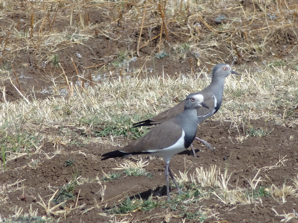 Black-winged Lapwing - ML611197416