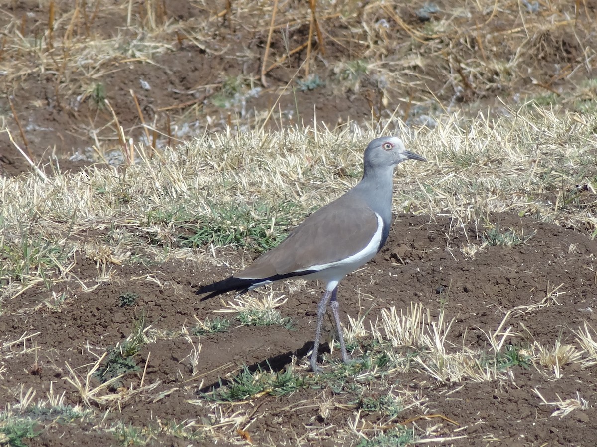 Black-winged Lapwing - ML611197417