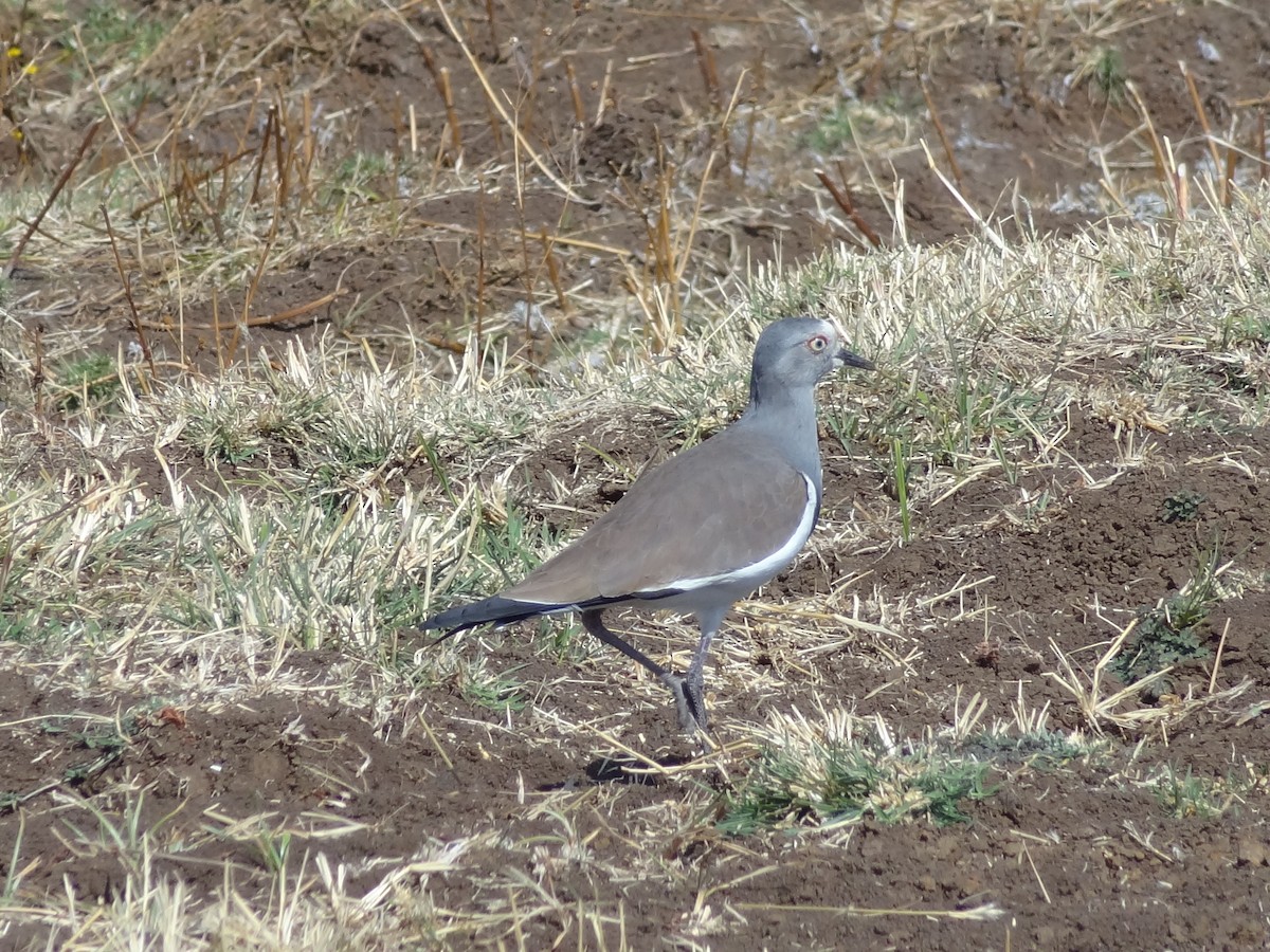 Black-winged Lapwing - ML611197418