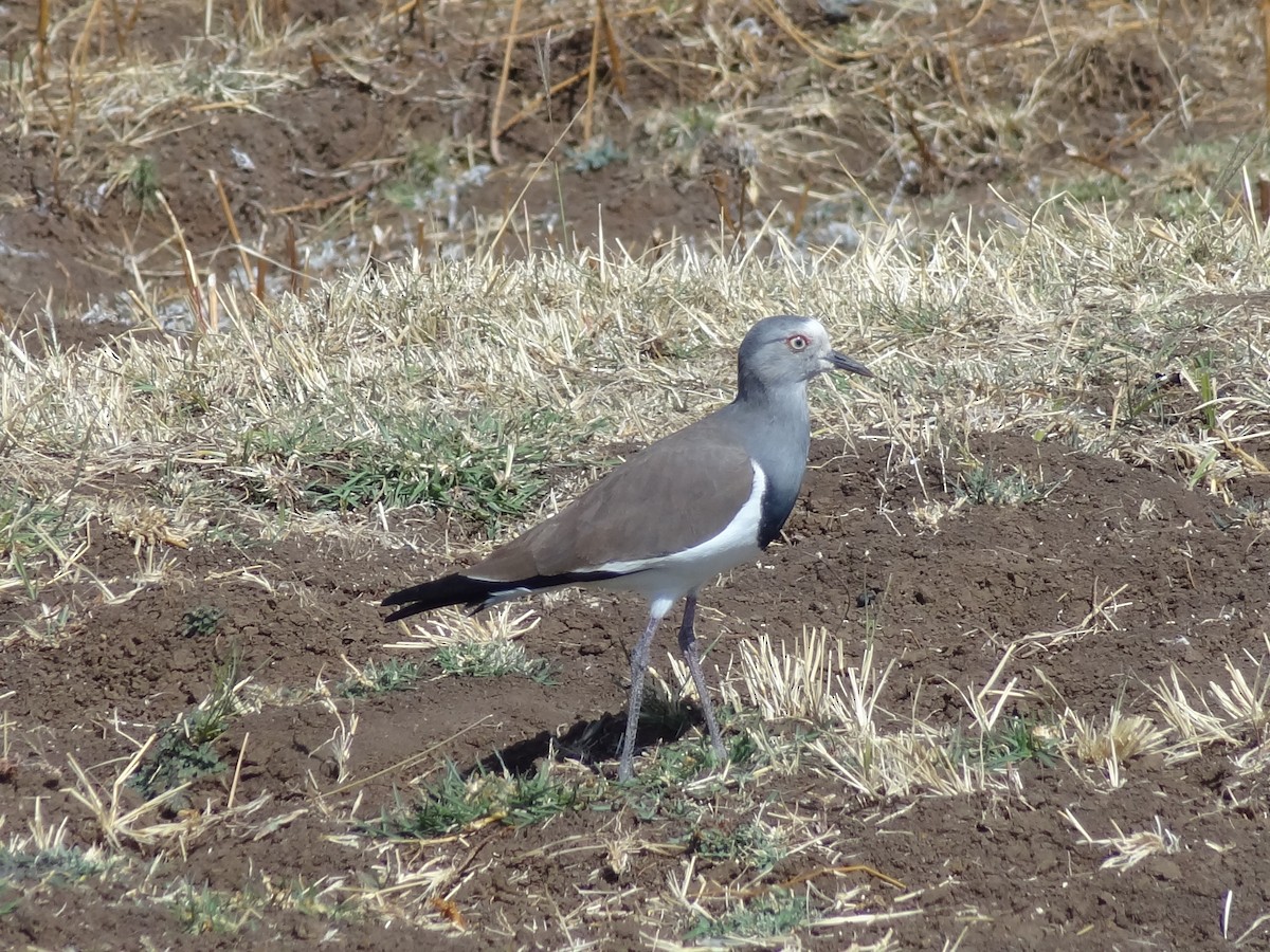 Black-winged Lapwing - ML611197419