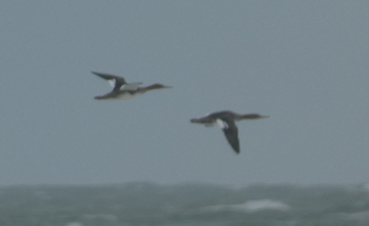 Red-breasted Merganser - ML611197499