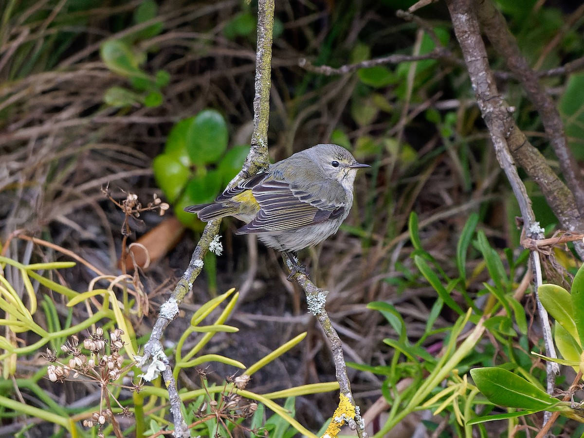 Cape May Warbler - ML611197510