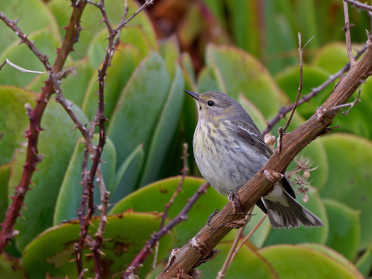 Cape May Warbler - ML611197513