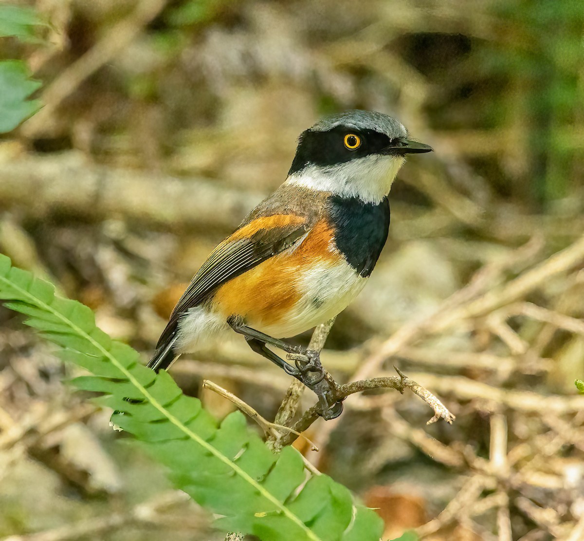 Cape Batis - Mark Abdy