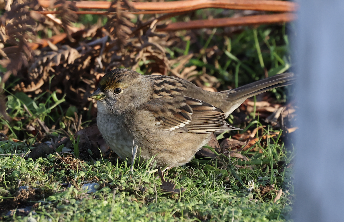Golden-crowned Sparrow - ML611197605