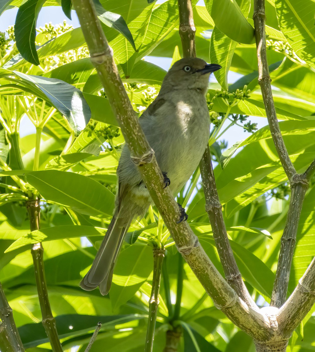 Sombre Greenbul - ML611197618